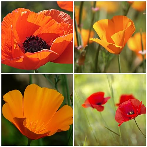 10m² Klatschmohn & Goldmohn Mix. Blumenwiese, Bienenweide, Blumenmeer in Rot - Orange von Die Hof Oase