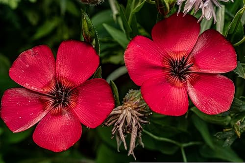2000 Samen Roter Lein (Linum rubrum grandiflorum). Prachtlein, roter Flachs von Die Hof Oase