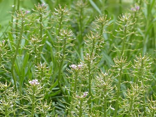 1000 Samen Acker Hellerkraut (Thlaspi arvense) Samen. Pfennigkraut, Heilpflanze, essbar von Die Hof Oase