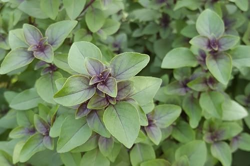 Basilikum ´Thai Basilikum - Sweet Basil´ (Ocimum basilicum var. thyrsiflora) Samen. Gewürz- & Heilpflanze (1000 Samen = 1,8g) von Die Hof Oase