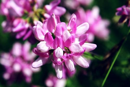 Bunte Kronwicke (Coronilla varia) Samen. (1000 Samen=3,6g) von Die Hof Oase