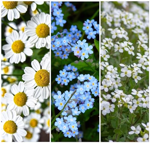 Echte Kamille, Hirtentäschel, Acker Vergissmeinnicht Samen. 'Wildblumen - Heilpflanzen Mix' (10000 Samen) von Die Hof Oase