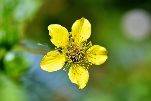 Echte Nelkenwurz (Geum urbanum) Samen. Heil- & Gewürzpflanze (1000 Samen = 2,2g) von Die Hof Oase