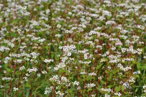 Echter Buchweizen (Fagopyrum esculentum) Samen. Glutenfrei !! Superfood !! (1000 Samen = 30,0g) von Die Hof Oase