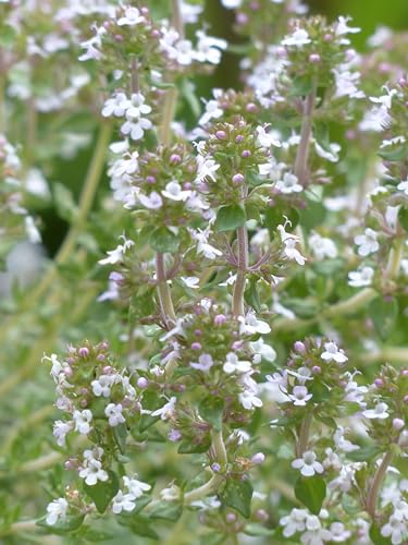 Echter Thymian (Thymus vulgaris) Samen. Gewürz- & Heilpflanze (5000 Samen = 1,0g) von Die Hof Oase