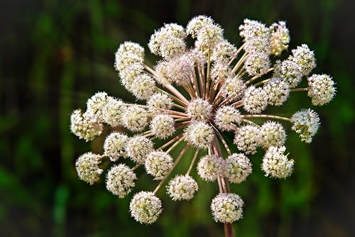 Engelwurz (Angelica archangelica) Samen. Heilpflanze aus dem Klostergarten (1000 Samen = 5,2g) von Die Hof Oase