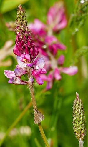 Esparsette (Onabrychis viciifolia) Samen. Saat-Esparsette oder auch Futter-Esparsette (1000 Samen = 20,0g) von Die Hof Oase