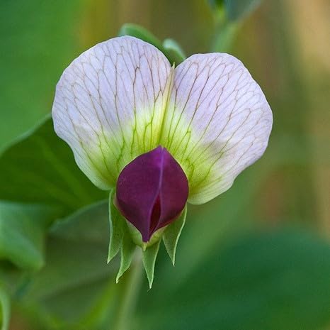 Futtererbse - Saaterbse (Pisum sativum) Samen. Sehr proteinhaltig ! (100 Samen = 20,0g) von Die Hof Oase