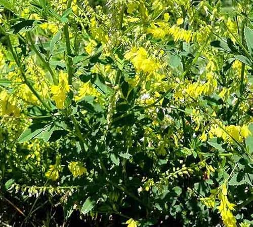 Gelber Steinklee (Melilotus officinalis) Samen. Kulturpflanze & Heilpflanze (10000 Samen = 20,0g) von Die Hof Oase