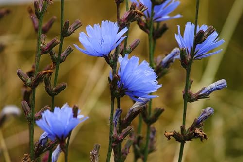 Gemeine Wegwarte (Cichorium intybus) Samen ´ZUCHTFORM´. Heilpflanze des Jahres 2020 (1000 Samen = 1,5g) von Die Hof Oase