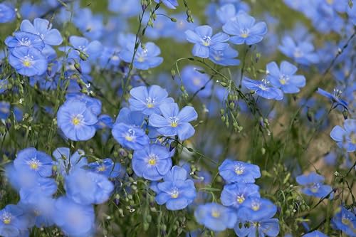 Gemeiner Lein (Linum usitatissimum) Samen. Öllein, Flachs. Nutz- & Heilpflanze (1000 Samen = 2,2g) von Die Hof Oase