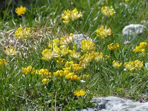 Gemeiner Wundklee (Anthyllis vulneraria) Samen. Heilpflanze (1000 Samen = 2,8g) von Die Hof Oase