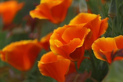 Goldmohn (Eschscholzia californica) Samen. Kalifornischer Mohn, Goldbecher. Heilpflanze (2000 Samen = 2,6g) von Die Hof Oase