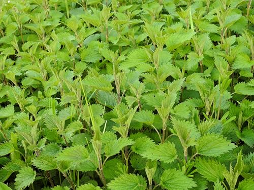 Große Brennnessel (Urtica dioica) Samen. Heilpflanze, natürlicher Dünger. (5000 Samen = 1,0g) von Die Hof Oase