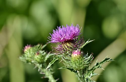 Große Klette (Arctium lappa) Samen. Heilpflanze, Naturmedizin. (1000 Samen = 11,0g) von Die Hof Oase