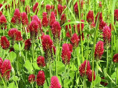 Inkarnatklee (Trifolium incarnatum) Samen. Blutklee, Rosenklee, Heilpflanze (5000 Samen = 17,5g) von Die Hof Oase