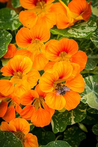 Kapuzinerkresse (Tropaeolum majus) Samen. Kletterpflanze, Heilpflanze, essbar (50 Samen = 6,25g) von Die Hof Oase