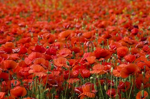 Klatschmohn (Papaver rhoeas) Samen. Heilpflanze (50000 Samen = 5,0g) von Die Hof Oase