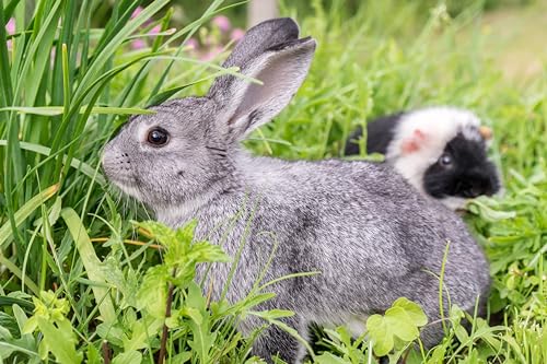 Kleintier Wiese. Frischfutter für Ihre Hasen, Kaninchen, Hamster, Meerschweinchen, Schildkröten usw... (10m²=20,0g) von Die Hof Oase