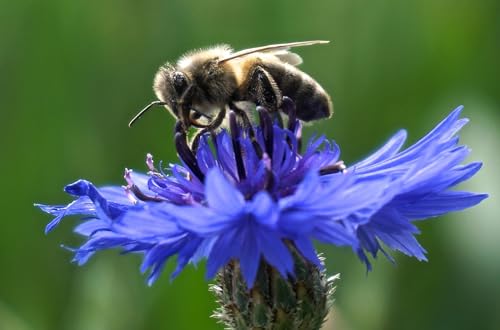 Kornblume (Centaurea cyanus) Samen ´Wildform´. Heilpflanze, essbar (1000 Samen = 3,9g) von Die Hof Oase