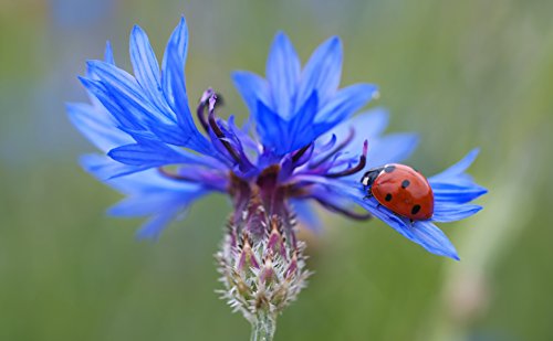 Kornblume (Centaurea cyanus) Samen ´Zuchtform´. Heilpflanze, essbar (10000 Samen = 39,0g) von Die Hof Oase