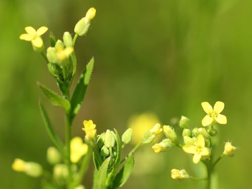 Leindotter (Camelina sativa) Samen. Kulturpflanze, Heilpflanze, Nutzpflanze (5000 Samen = 7,5g) von Die Hof Oase