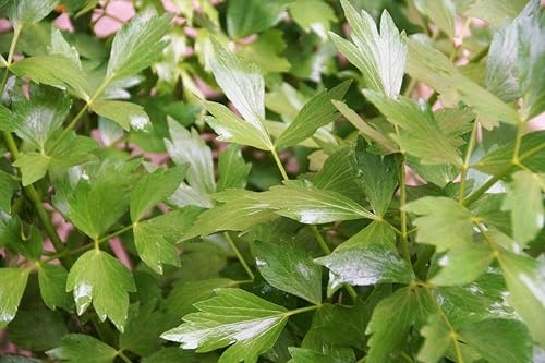 Liebstöckel (Levisticum officinale) Samen. Maggikraut, Küchenkraut, Heilpflanze (5000 Samen = 18,0g) von Die Hof Oase