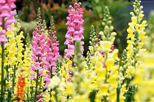 Löwenmaul (Antirrhinum majus) Samen (bunter Mix). Löwenmaul, Drachenmaul (5000 Samen = 0,6g) von Die Hof Oase
