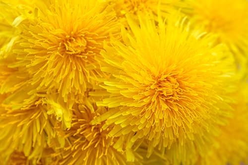 Löwenzahn (Taraxacum officinale) Samen. Pusteblume, Hasenfutter, Heilpflanze (10000 Samen = 5,5g) von Die Hof Oase