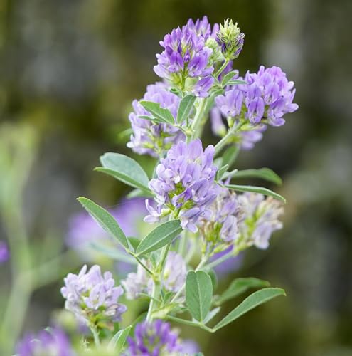 Luzerne (Medicago sativa) Samen. Ewiger Klee, Alfalfa, Tierfutter, Gründünger (2000 Samen = 4,0g) von Die Hof Oase