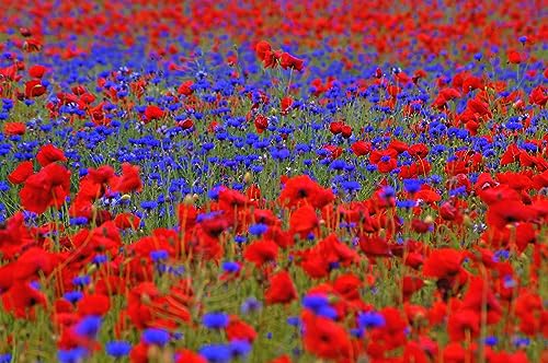 30m² Mohn & Kornblumen Samen Mix. Blumenwiese, Bienenweide, Blumenmeer in Rot Blau. von Die Hof Oase