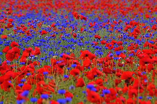 Mohn & Kornblumen Samen Mix. Blumenwiese, Bienenweide, Blumenmeer in Rot Blau. (30m² = 15,0g) von Die Hof Oase