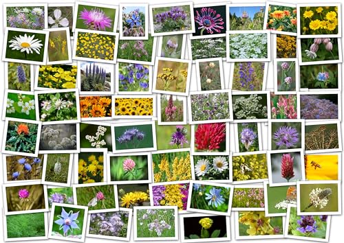 Nektar & Pollen Bienenweide (über 40 Sorten) Samen. Wiese, Wildblumen, Blumenwiese (50m² = 50,0g) von Die Hof Oase