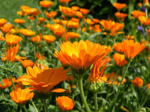 Ringelblumen (Calendula officinalis 'Wildform') Samen. Heilpflanze (2000 Samen = 24,0g) von Die Hof Oase