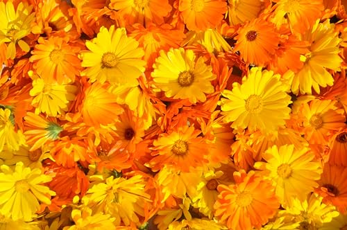 Ringelblumen Heilpflanzen Mix (Calendula officinalis) ´mit 7 verschiedenen Sorten´. (1000 Samen = 7,0g) von Die Hof Oase