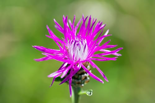 Rispen Flockenblume (Centaurea stoebe) Samen. Heilpflanze (2000 Samen = 0,6g) von Die Hof Oase