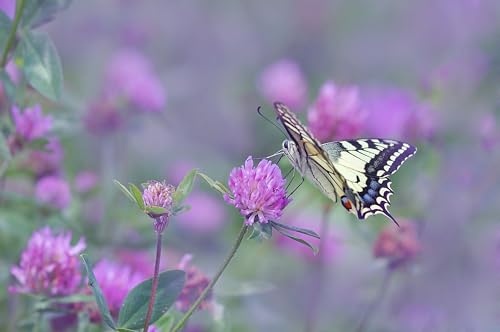 Rotklee (Trifolium pratense) Samen. Heilpflanze, Frischfutter für Kleintiere (1000 Samen = 2,0g) von Die Hof Oase