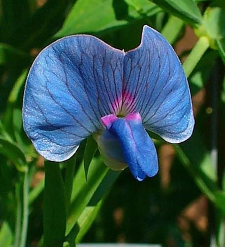 Saat Platterbse (Lathyrus sativus) Samen. Edelwicke, Wicke (100 Samen = 5,0g) von Die Hof Oase