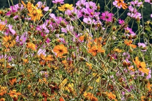 Schmuckkörbchen, Cosmea Mix - in Rot & Gelb (Cosmos bipinnatus & Cosmos sulphureas). Essbar (1000 Samen = 6,4g) von Die Hof Oase