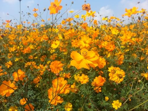 Schmuckkörbchen, Cosmea in Gelb (Cosmos sulphureas) Samen. Essbar (1000 Samen = 7,4g) von Die Hof Oase