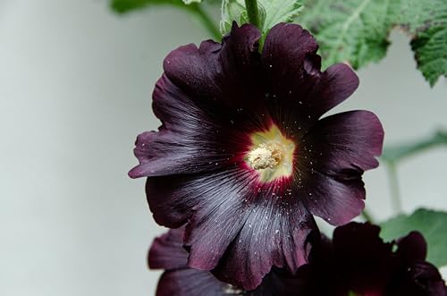 Schwarze Stockrose (Alcea rosea ´Nigra´) Samen. Malvengewächs Malvaceae (2000 Samen = 14,4g) von Die Hof Oase