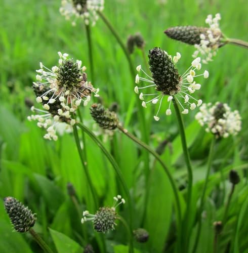 Spitzwegerich (Plantago lanceolata´BIO´) Samen. Heil- & Teepflanze (5000 Samen = 8,5g) von Die Hof Oase