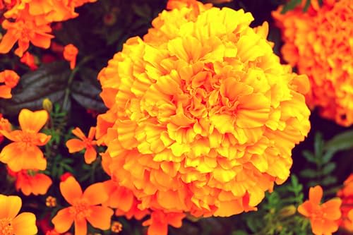 Tagetes (Tagetes erecta) ´Aufrechte Studentenblume´ Samen. (1000 Samen = 2,6g) von Die Hof Oase