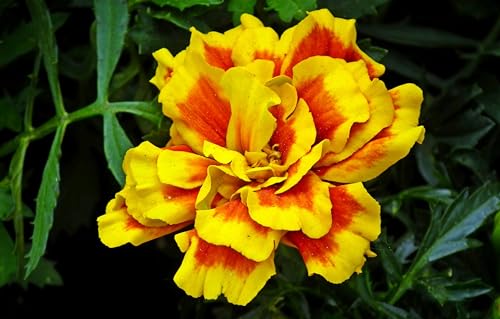 Tagetes (Tagetes patula). ´Abstehende Studentenblume´ Samen. (1000 Samen = 2,6g) von Die Hof Oase