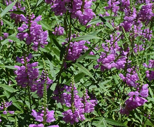 Türkischer Drachenkopf (Dracocephalum moldavica) Samen. Bienenweide & Teepflanze (1000 Samen = 2,1g) von Die Hof Oase