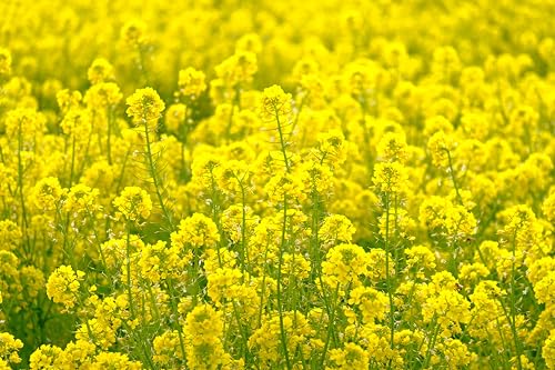 Weißer Senf 'Gelbsenf' (Sinapis alba) Samen. Gewürzpflanze, Gründüngung (10.000 Samen = 50,0g) von Die Hof Oase