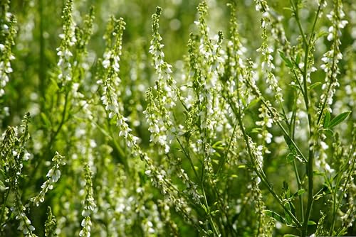 Weißer Steinklee (Melilotus albus) Samen. Kulturpflanze & Heilpflanze (1000 Samen = 2,0g) von Die Hof Oase