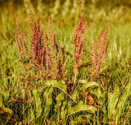 Wiesen Sauerampfer (Rumex acetosa) Samen. Heilpflanze mit viel Vitamin C (5000 Samen = 2,5g) von Die Hof Oase