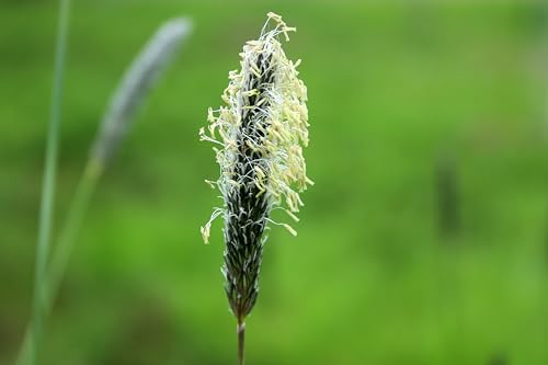Wiesenfuchsschwanz (Alopecurus pratensis). Bei Wildtieren sehr beliebt (2000 Samen = 2,0g) von Die Hof Oase