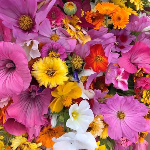 Wildblumen Mix 'mit über 60 Arten/Sorten' Wildblumen. Blüht von Juni bis zum ersten Frost ! (8m²) von Die Hof Oase